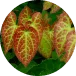 Epimedium png
